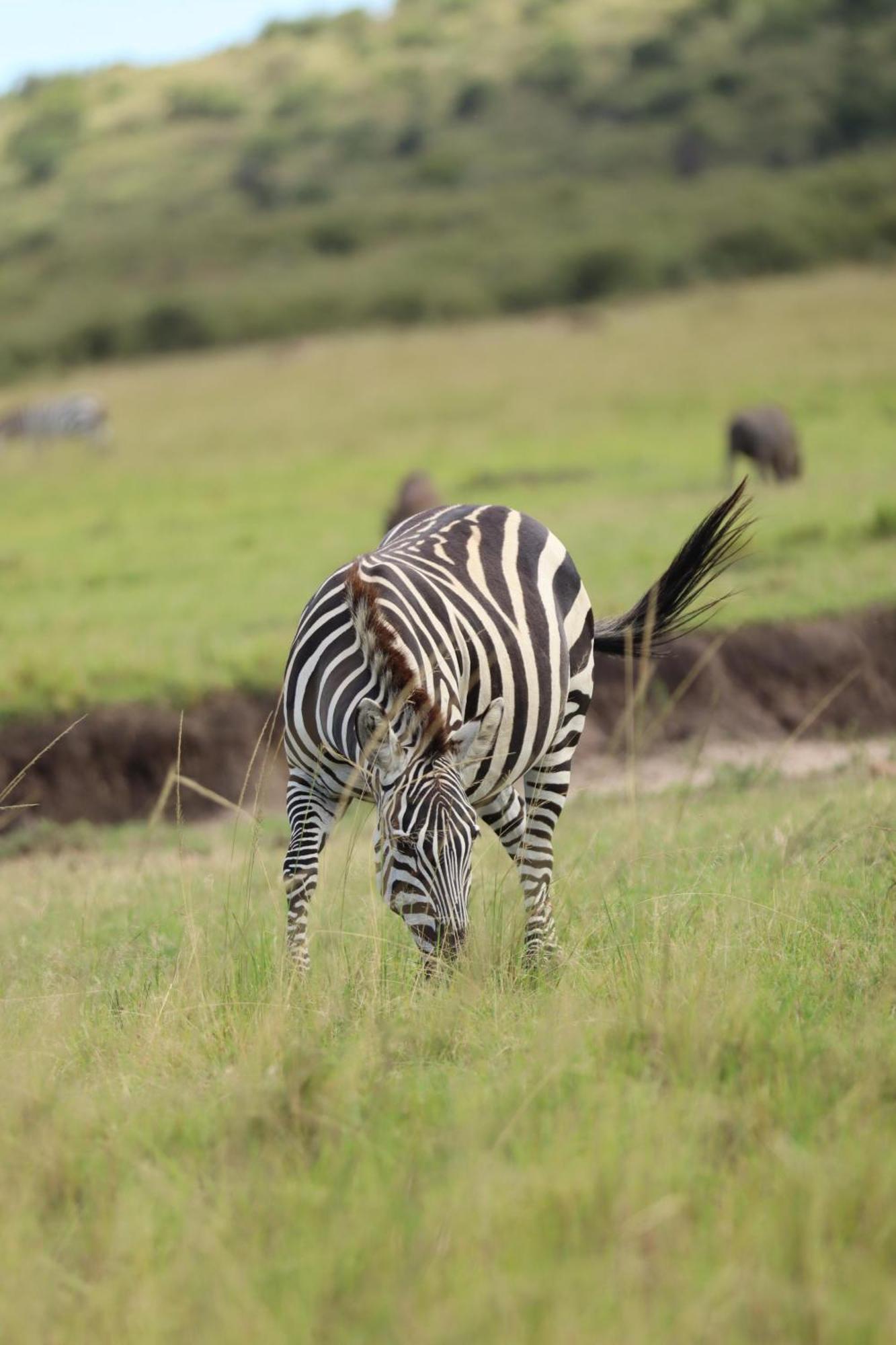 Ilkerin Camp Maasai Mara Bed and Breakfast Sekenani Eksteriør billede
